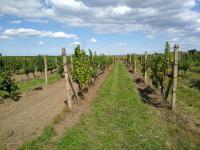 Prodej vinice ve viniční trati "Hájky" v jednom z nejznámějších vinařských měst: Valticích. - IMG_20220902_131234202.jpg
